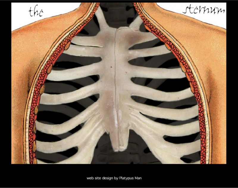 thesternum-ribs